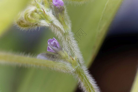 大豆植物的紫色花大豆图片