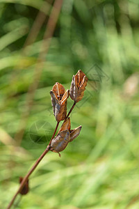 西伯利亚鸢尾种子荚拉丁名Irissi图片