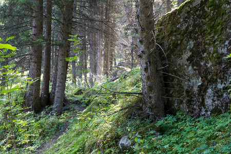 在树林和石头之间的树林里的小路图片