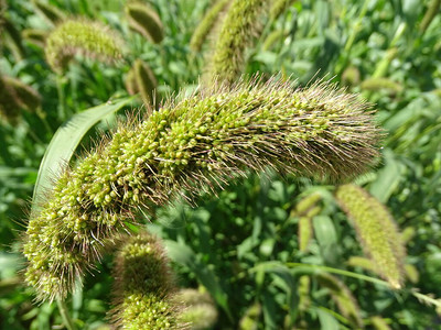 小米植物的果实图片