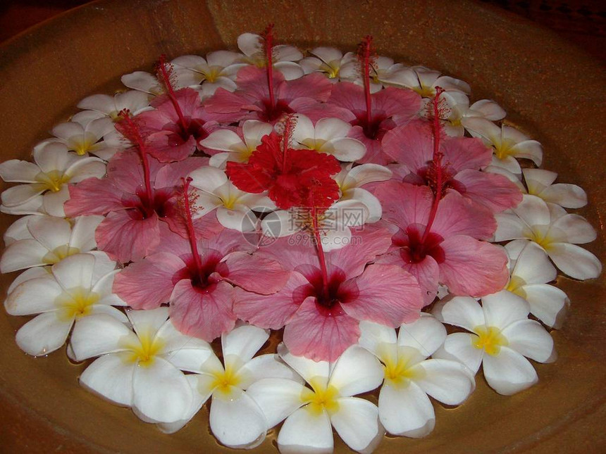 花朵在小浴缸中漂浮着的红碧须花朵白色羽李花或freangipani花图片