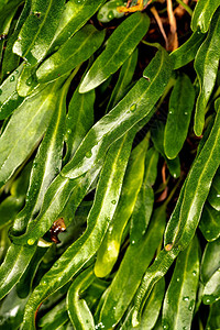 Pyrrosia蕨叶Pyrrosiaadna图片