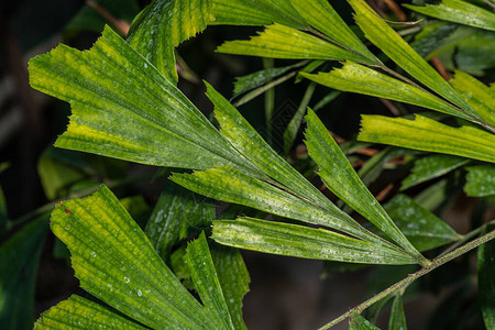 缅甸的叶子或鱼尾植物Cary图片