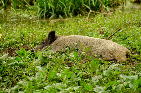 躺在草地上的猪图片