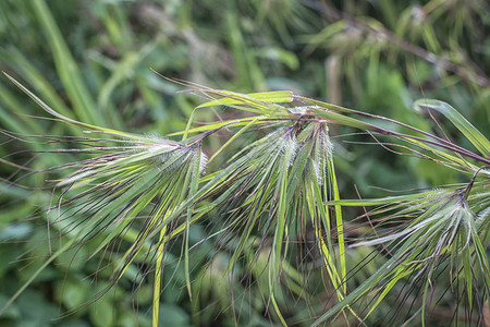 野生袋鼠草植物图片