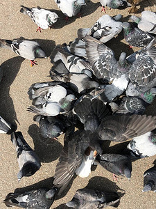 很多鸽子在公园里吃面包背景图片