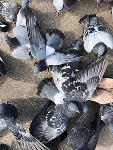 很多鸽子在公园里吃面包背景图片