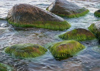 海水与草的交互作用图片