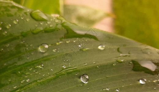 雨后有水滴的深绿色叶子图片