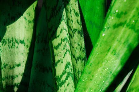 GenusSansevieria家用植物图片