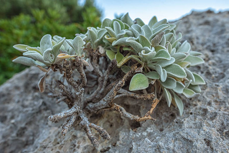 绿色植物根植于一个有型态的石块图片