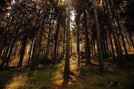 波兰苏德特斯夏季松树林图片
