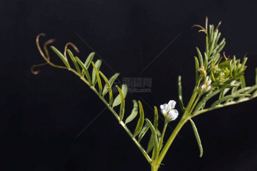 黑色背景的毛发花朵Viciah图片