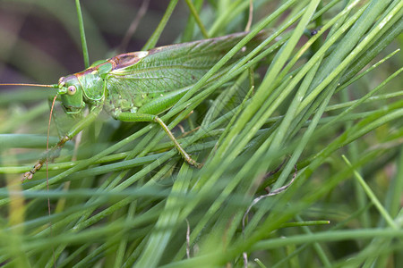 绿色自然中的蟑图片