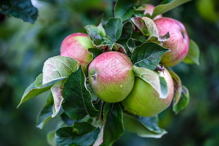 苹果树枝上有水滴的绿色新鲜苹果图片