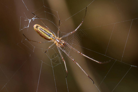 Tetragnathasp蜘蛛在图片