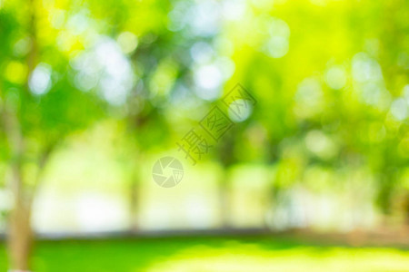 模糊绿色树林户外公园图片