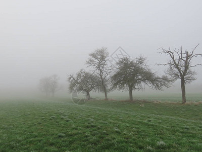 冬日老果园浓雾图片