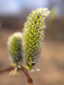 春天的柳枝绿芽特写图片