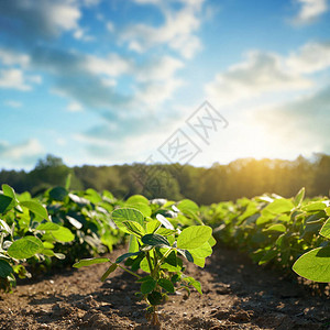 野外种植绿色大豆日图片