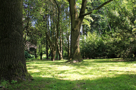 公园用绿草和绿树背景图片