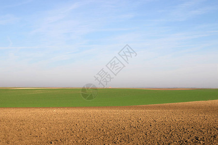 耕田和青绿色小麦阳光明图片