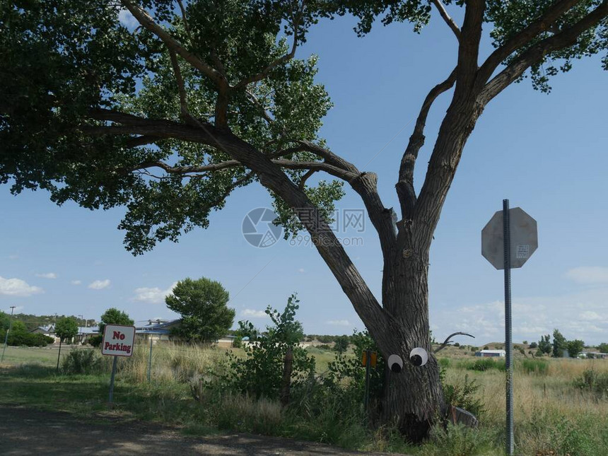 新墨西哥州路边的孤树上有个禁图片