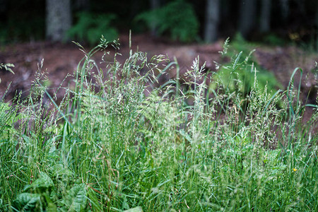 夏季绿色混交林白天绿草丛生图片