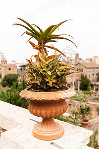 在意大利罗马老楼前的花盆里放着aloeverainflowtpo背景图片