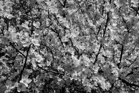 公园里的白春樱桃花图片