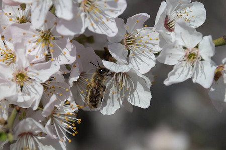 公园里的白春樱桃花和蜜蜂图片