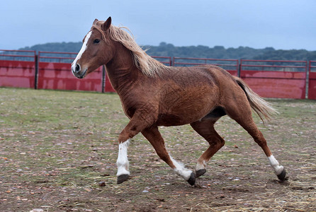 percheron马在西班牙奔跑图片