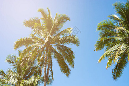 椰子棕榈树美丽的热带背图片