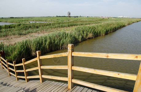 湿地公园的木桥图片