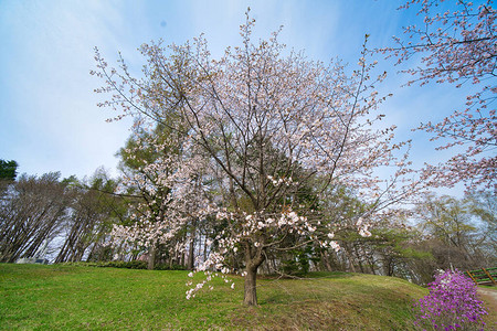 北海道春天的樱花图片