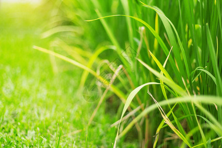 水稻在田间自然生长图片