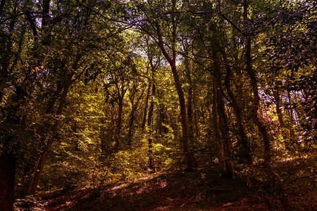 秋天的森林自然背景图片