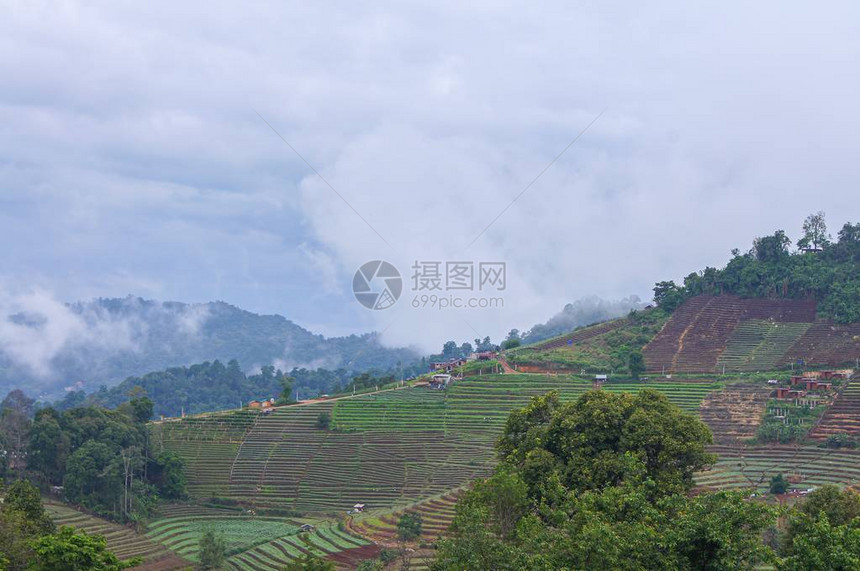 在山上种植台阶泰国北部山区的农场模图片