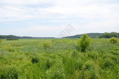 湿地或沼泽环境的绿草和图片