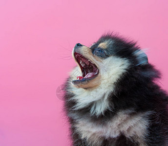 粉红色背景中的黑色漂亮博美犬小狗图片