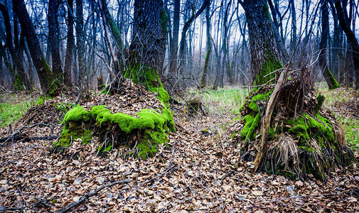 野生森林树木上的绿色苔藓图片