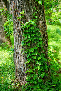 森林里的绿色常春藤图片