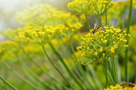 黄色的花朵和蜜蜂黄色图片