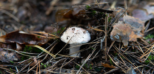 秋季森林食用菌采摘季节图片