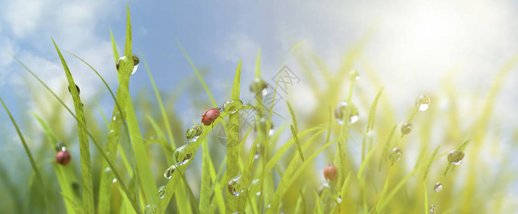 草在早晨的水滴和夏天春的一只瓢虫在自然宏上背景图片