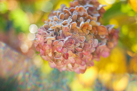 花园里的绣球花枝上结满了霜秋天的第一场霜冻秋天的背景图片