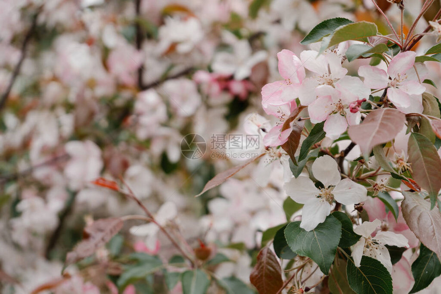盛开的果树的大花瓣图片