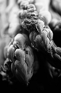 绿芦笋微距摄影黑白相间的健康饮食图片