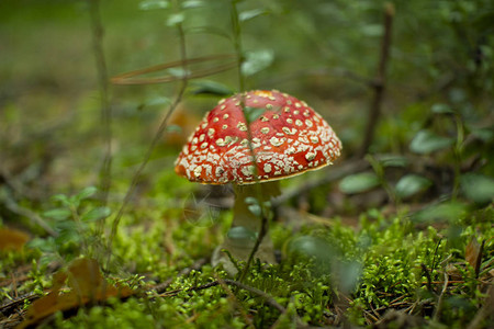 松树林中的蘑菇飞木耳毒蘑菇图片