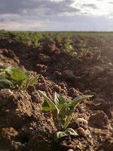 从马铃薯种植园内浓郁的天然绿色西班牙乡村首次爆发块茎灌溉果园图片